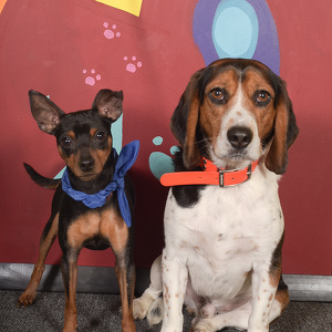 Fundraising Page: Teddy & Eddie Powers